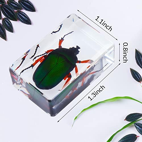 40 Pcs Insect in Resin Specimen Bugs Collection Paperweights Real Bugs in Resin Various Insect Specimen for Kids Scientific Educational Supplies - Image 3