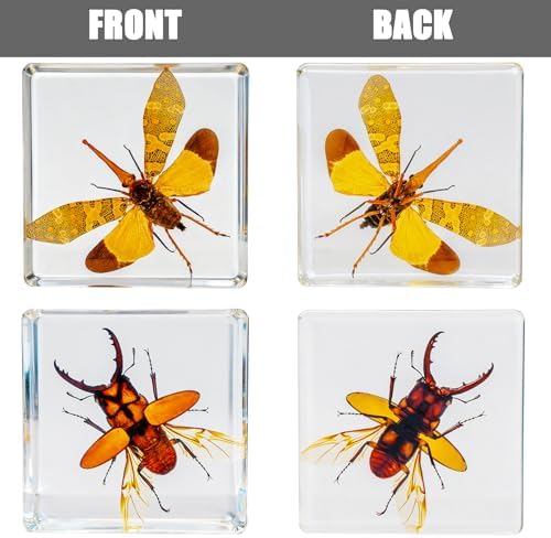 Insect Specimen Set, Bugs Collection Scientific Education Gift for Kids Aged 3-8-12 (Flatheaded Borer, Stag Beetle, Lanternfly, Longhorned Beetle, Cicada, Stink Bug) - Image 6