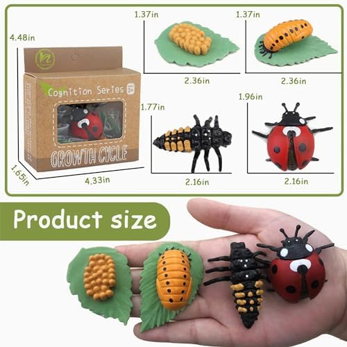 Mbrain Life Cycle Learning & Education Toys,Montessori Toys Figurines for Frog, Butterfly, Ladybug,Plants Kit,Gift for Girl & Boy for 3 4 5 Year Old - Image 2