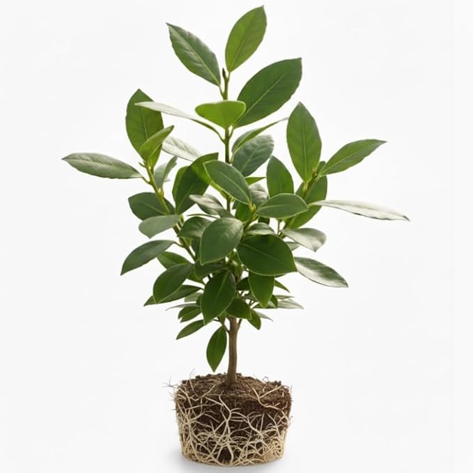 Bay Leaf Tree Live Plant in 4 Inch | Fresh Bay Laurel Herb | Ideal for Home Kitchen Garden | Indoor or Outdoor Garden Use