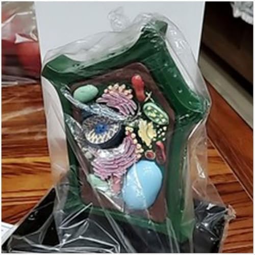 Plant Cell Model Plant Anatomy Model Cell Model - Educational Model Plant Cell Anatomical Model - Biology Teaching Model - for Science Education Collection - Image 5