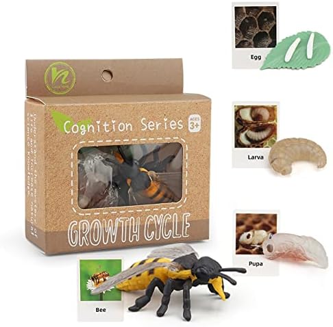 Montessori Bee Life Cycle with Flash Cards, Realistic Animal Figurines Toy, Animal Educational Matching Game for 3+ Year Old Kids (Bee) - Image 5
