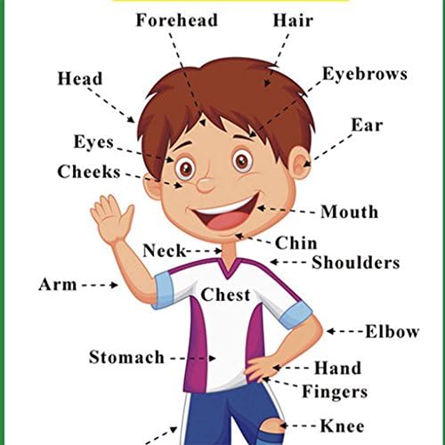 SANTSUN 2 Pcs of Set Educational Preschool Poster for Toddlers and Kids|Great for Nursery Homeschool Kind Classroom decorations|School Wall Decor- Transportation,Body Parts (17x24in) - Image 4