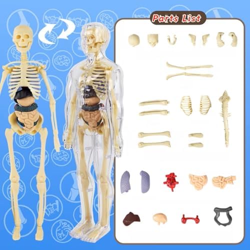 Human Anatomy Model Set Educational STEM Kit Teaching Skeleton Model Kit with Removable Organs Learning Tool for Science Classroom Demonstrations and Displays (Full Transparent) - Image 3