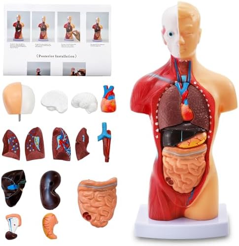 ZENFUN 11 inch Human Body Model for Anatomy, 15 Pcs Removable Human Torso Anatomical Model with Heart Head Skull Brain Skeleton, Digestive System Model for Teaching, and Medical Education Display by ZENFUN