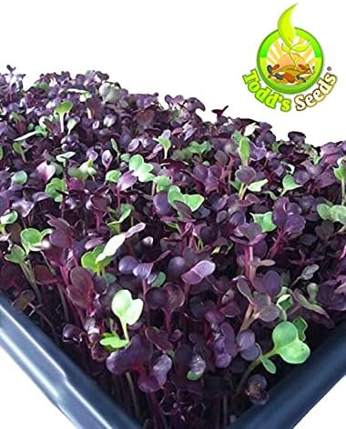 Todd's Seeds Rambo Sprouting Radish Seeds - Beautiful Red/Purple Colored Sprout, Non-GMO, Chemical Free, High Germination (1/2 Pound)