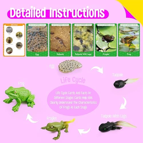 15 Frog Life Circle Flashcards with 5 Plastic Figurines, Frogs Introduction Cards Plastic Insects Tadpole to Frog Kit Toy for Kids, Adults, Animal Lovers - Image 4