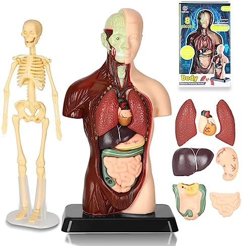 Human Body Model, 8 Pcs Removable with Skeleton Model for Kids by KlayBearToys