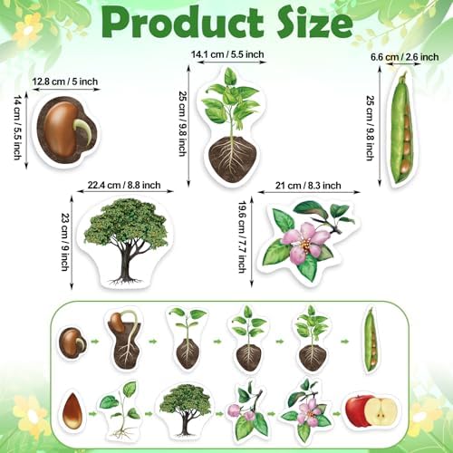 Relaxweex 12 Pcs Magnetic Plant Life Cycle Toys for Kids Educational Preschool Science Center Materials Plant Life Cycle for Kids Science Exploration Activities Learning Game Classroom Supplies - Image 2