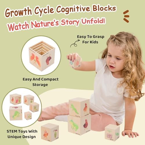 Wooden Life Cycle Nesting Blocks, Montessori Preschool Learning Toy - Image 4