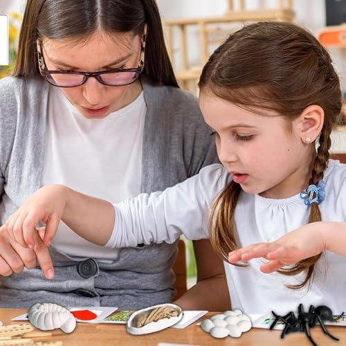 Life Cycleinsects Toys - 6Pcs Educational Figurine Set Ladyybuges - Image 3