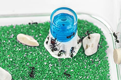 AntHouse - Natural Sand Ant Hill- Basic Kit | Sandwich (4.72 x 3.94 x 0.39 in) + Forage Box (7.09x 3.94 x 1.97 in) | Ant Farm - Image 4