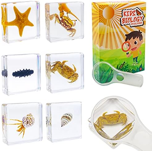 6 PCS Marine Life Specimen Set,Hermit Crab,Fiddler Crab,Starfish,Nassariidae,Sea Cucumber, Chiromantes Dehaani Resin Collection Science Toys by EJLIFEBOX