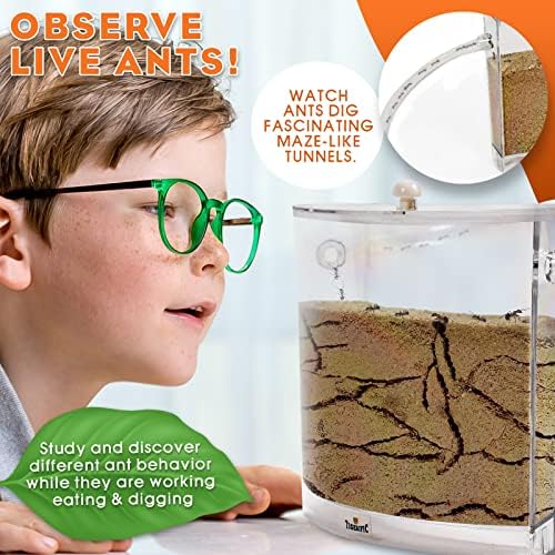 Ant Farm for Live Ants - Real Sand Ant Colony Kit for Kids -Fun Science Habitat Set for Children, Watch Ants Dig Tunnels, Carry Sand, Hide and Drag Their Food - Image 2