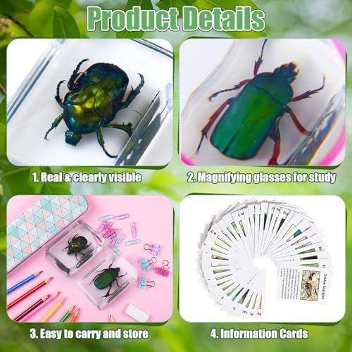 GlikCeil 12 Pcs Insect in Resin Specimen Bugs with 10x Magnifier for Kids - Image 3