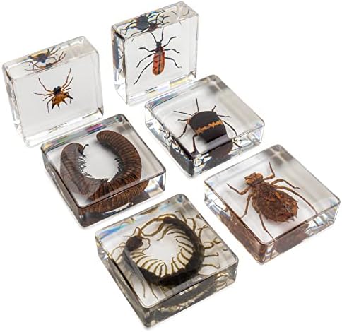 Insect Specimen Set, Bugs Collection Scientific Education Gift for Kids Aged 3-8-12 (Millipede, Centipede, Dragonfly Larvae, Tea Seed Bug, Red Longhorn Beetle, Spiny Spider) - Image 2