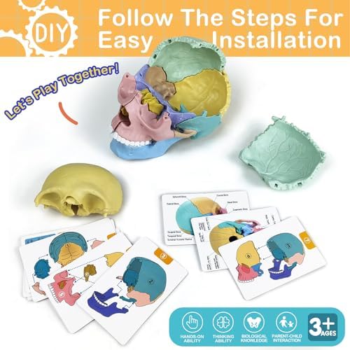 HADWYN Anatomy Skull Model, 17 Part Puzzle of Human Anatomy Skull for Teaching Equipment - Image 4
