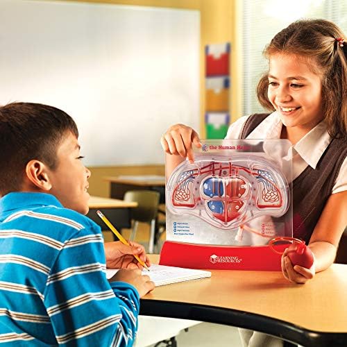 Learning Resources Pumping Heart Model - Image 2