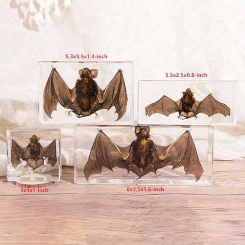 Taxidermy Bat, XXX-Large Bat Specimen in Resin Crystals Preserved - Image 4
