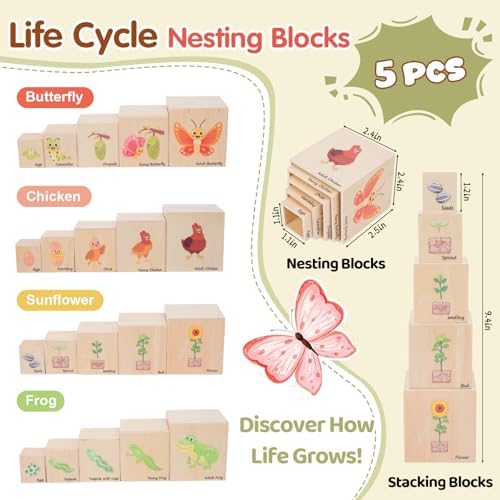 Wooden Life Cycle Nesting Blocks, Montessori Preschool Learning Toy - Image 2