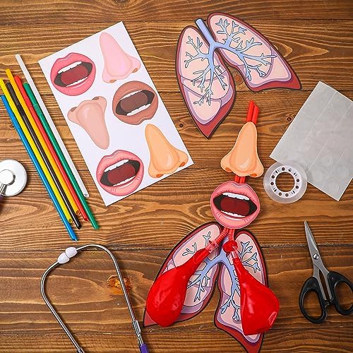 Libima 24 Sets Lung Model Respiratory System Human Body Model Puzzle Toys - Image 4