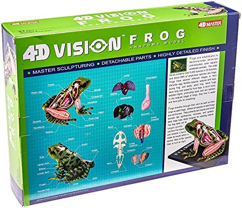 4D Vision Frog Anatomy Model - Image 2