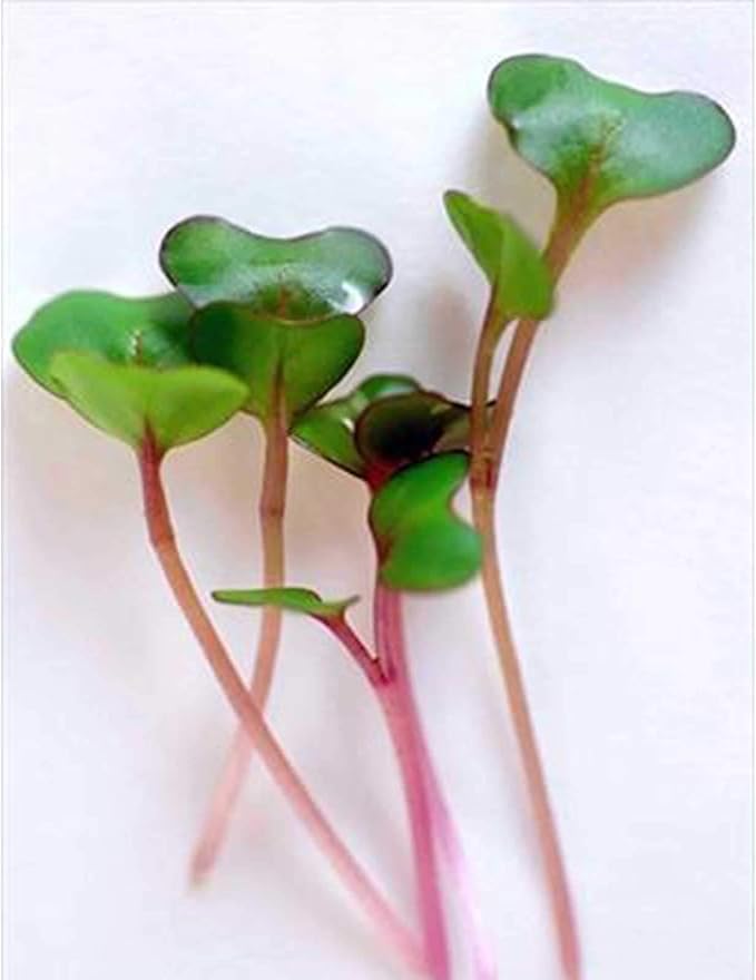 Deluxe Microgreens Growing Kit - Grow Micro Greens & Baby Salad - Soil & Hydroponic Indoor Garden: Complete Step-by-Step Kit