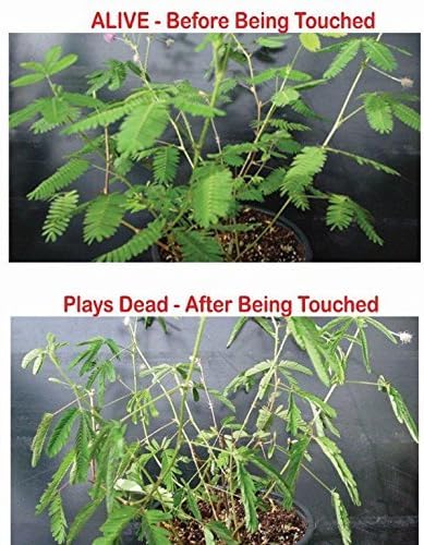 Zombie Plant Classroom or Homeschool Science Fun Planting Party kit - for 30 Students - Grow The Halloween Plant that “Plays Dead When You Touch it! Includes The Zombie Plant Care Book. - Image 3