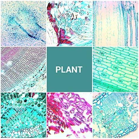 100Pcs Prepared Microscope Slides with Specimens for Kids Science Learning - Image 6