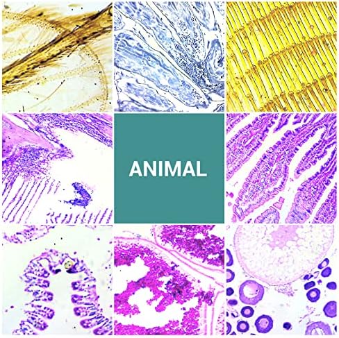 100Pcs Prepared Microscope Slides with Specimens for Kids Science Learning - Image 5