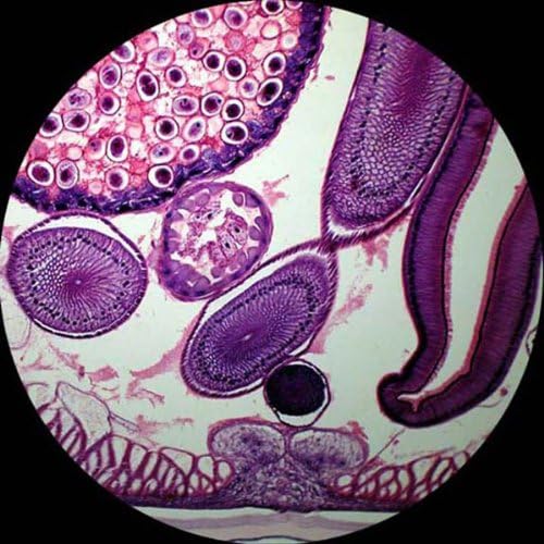 AmScope PS100A Prepared Microscope Slide Set, 100 Slides Set A - Image 5