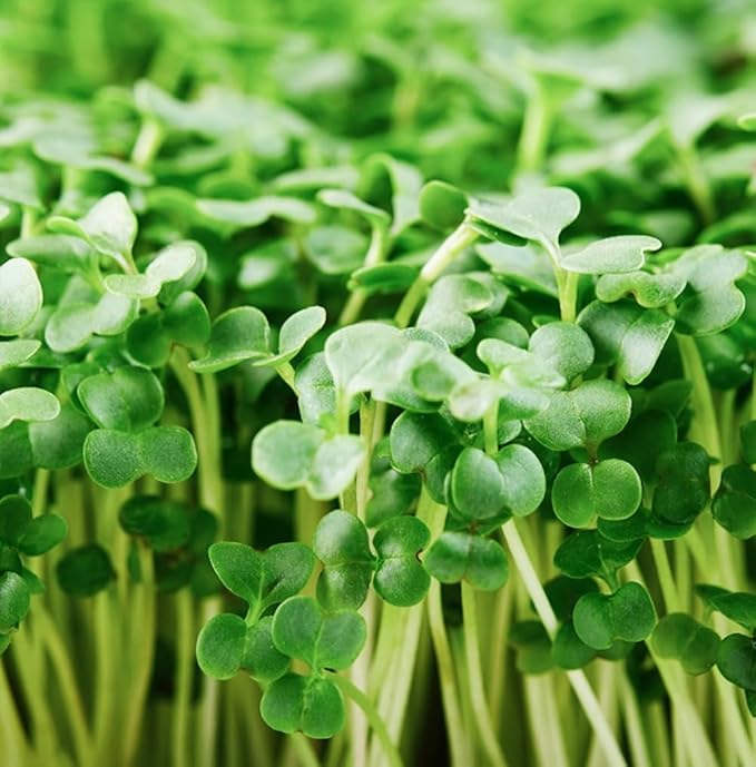 Organic Broccoli Seeds for Sprouting Microgreens – Heirloom, Non GMO Seeds to Plant & Grow Organic Di Cicco Broccoli in Home Indoor Hydroponic Gardens – Great Gardening Gift (4 Ounces)