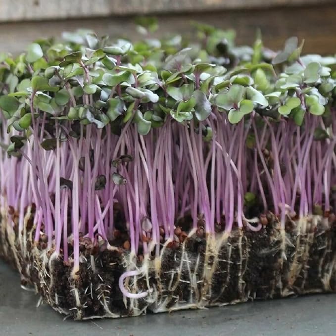 Cabbage Seeds for Sprouting Microgreens – Heirloom, Non-GMO Seeds to Plant & Grow Red Acre Cabbage in Home Indoor Hydroponic Gardens – High Germination Rates, 1 Packet Approx 250 Seeds