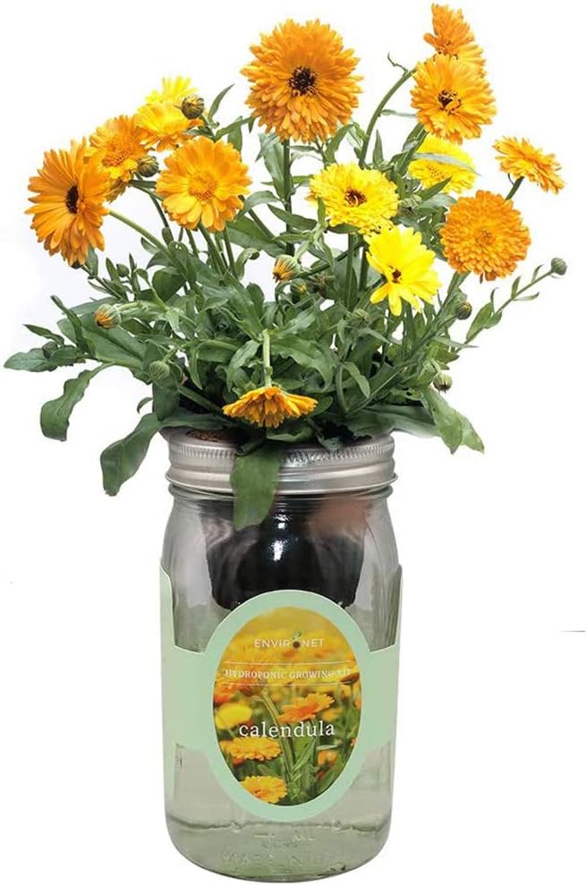 Hydroponic Calendula Growing Kit, Self-Watering Mason Jar Garden Starter Kit Indoor, Grow Calendula from Organic Seeds
