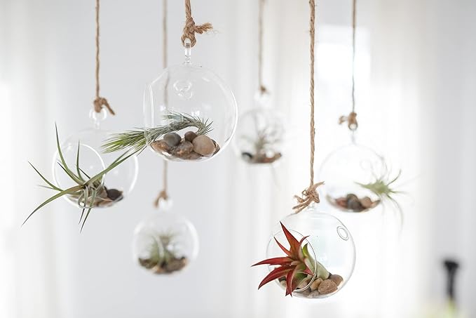Stunning Flat Bottom 3 Globe Plant Terrarium Kits - 5 Small Assorted Air Plants, Beige Stones and Moss in Propagation Jar - Home and Garden Décor Plant Pot - Easy Care Indoor and Outdoor Plant Vase