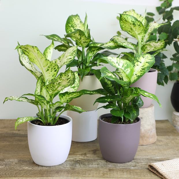 Gardenera Premium Dumb Cane Potting Soil Mix - Ideal Blend for Growing Robust and Healthy Dumb Cane Plants - 2 Quart