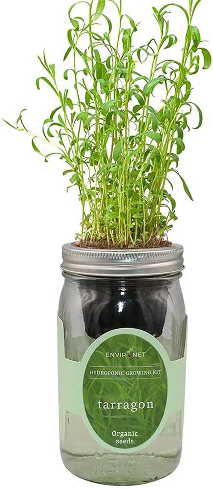 Hydroponic Herb Growing Kit, Self-Watering Mason Jar Herb Garden Starter Kit Indoor, Windowsill Herbs Garden, New Christmas Grden Gift for Mom (Tarragon)