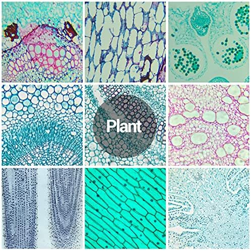 60 Microscope Slides with Specimens for Kids, Prepared Microscope Slides for Kids Microbiology, Prepared Microscope Slides for Adults - Image 6