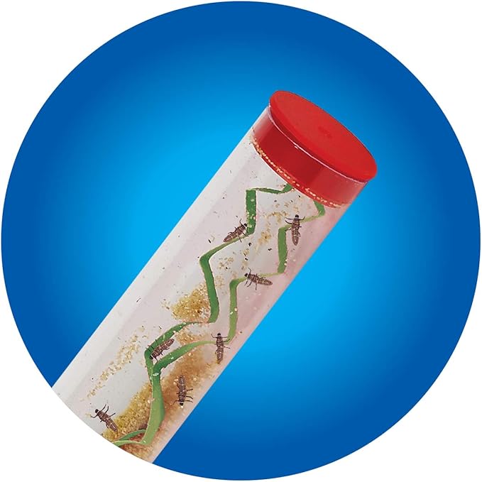 Insect Lore 10-15 Ladybug Larvae - Live Pink Spotted Ladybug Larvae - Grown in USA - Refill for Habitat - Observe, Raise & Release Ladybugs