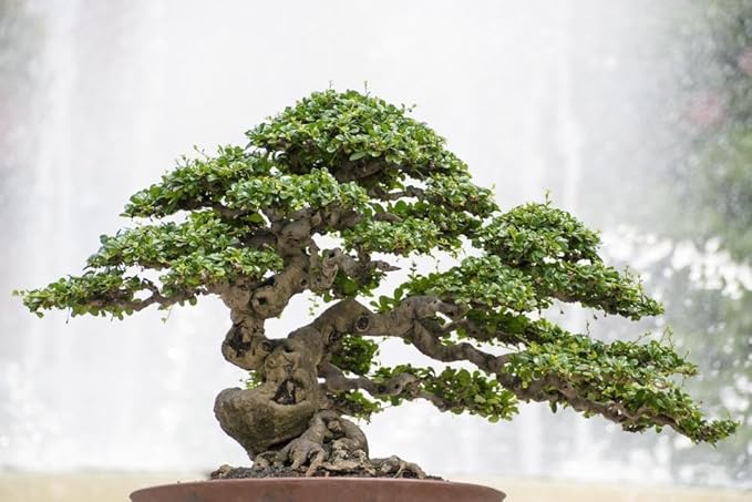 Gardenera Pro Bonsai Soil Premium Potting Mix Ingredients for Thriving Bonsai Growth and Resilience - 5 Quart