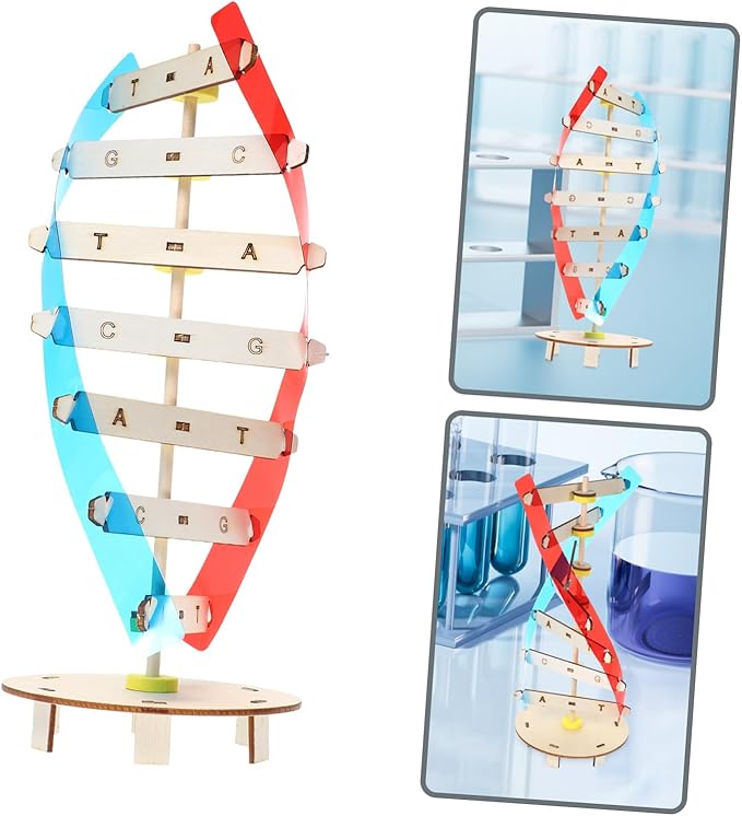 DIY Human DNA Double Helix Model Kit Educational Stem for Molecular Structure Building Enhancing Fine Motor Skills and Biology Learning Science Project for Boys