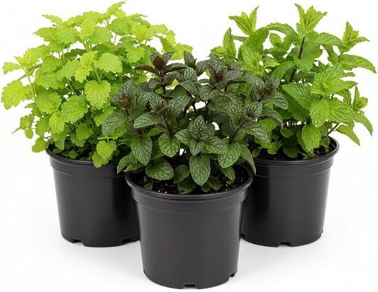Combo 3 Assorted Herbs Plants Garden, Basil, Rosemary, Peppermint, Lemon Balm Plant Live, Mix Varieties Herb, 3 to 5 Inches Tall, No Potted