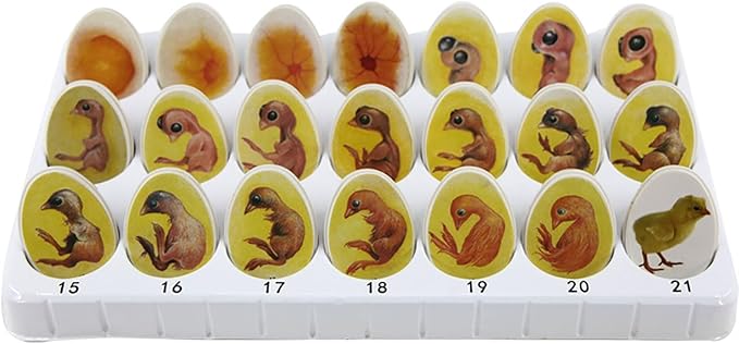 Chick Life Cycle Exploration Set Biological Teaching Model Chick Embryo Growth Model Hatching Development Process Biological Teaching Model