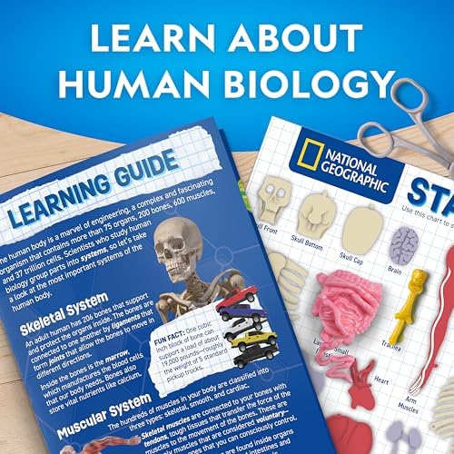 National Geographic Human Body Model for Kids 32-Piece Anatomy Set - Image 6