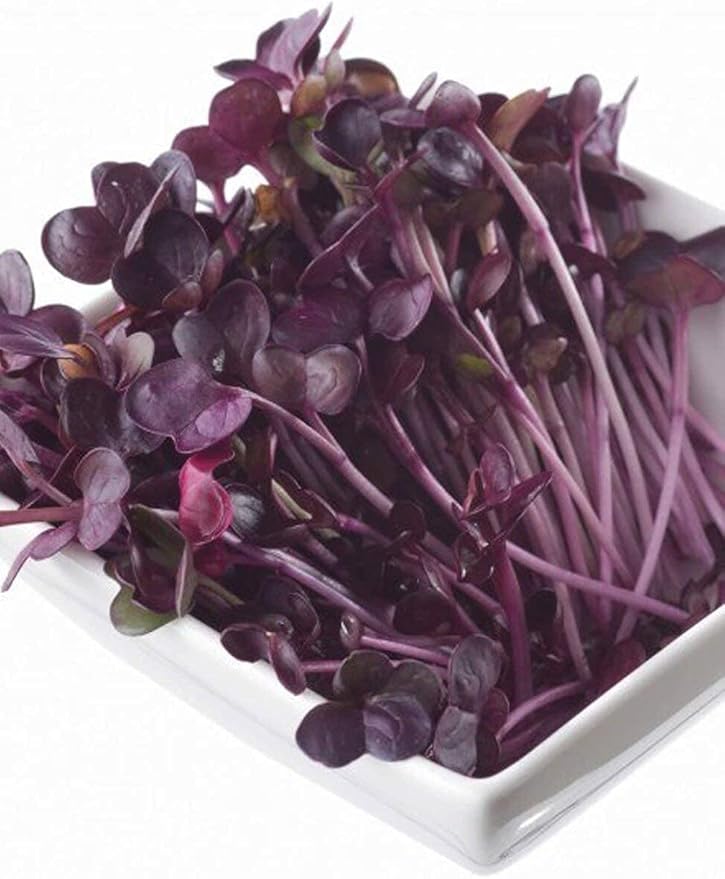 Todd's Seeds Rambo Sprouting Radish Seeds - Beautiful Red/Purple Colored Sprout, Non-GMO, Chemical Free, High Germination (One Pound)