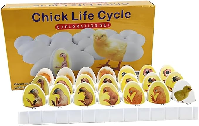Chick Life Cycle Exploration Set Biological Teaching Model Chick Embryo Growth Model Hatching Development Process Biological Teaching Model