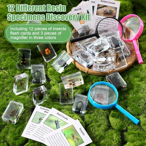GlikCeil 12 Pcs Insect in Resin Specimen Bugs with 10x Magnifier for Kids - Image 6