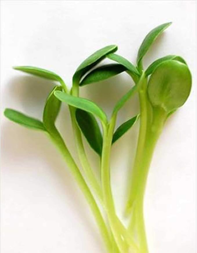 Deluxe Microgreens Growing Kit - Grow Micro Greens & Baby Salad - Soil & Hydroponic Indoor Garden: Complete Step-by-Step Kit
