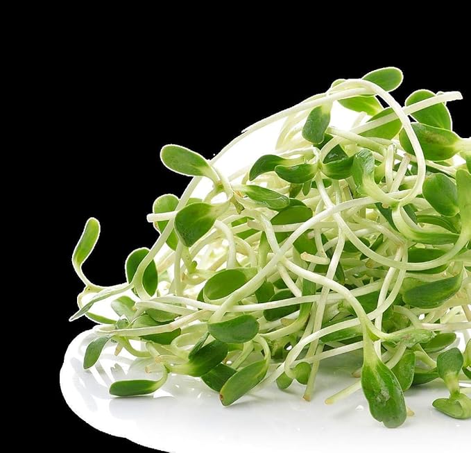 Nature Jims Sprouts Clover Seeds –Organic Non-GMO Sprouting Seeds for Fresh, Nutrient-Rich Seed, Packed with Vitamins, Minerals & Fiber, Ideal for Growing Sprouts and Clover Seed, Reseable Bag, 16 oz