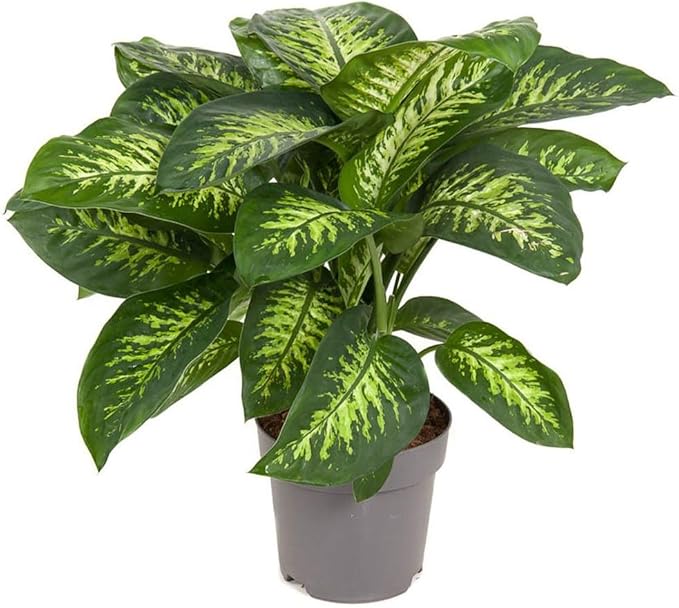 Gardenera Premium DIEFFENBACHIA Potting Soil Mix - Ideal for Growing Robust and Healthy Dieffenbachia - 10 Quart